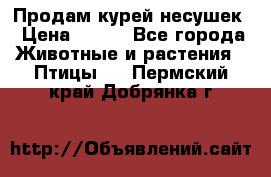 Продам курей несушек › Цена ­ 350 - Все города Животные и растения » Птицы   . Пермский край,Добрянка г.